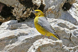 Bright-rumped Yellow Finch