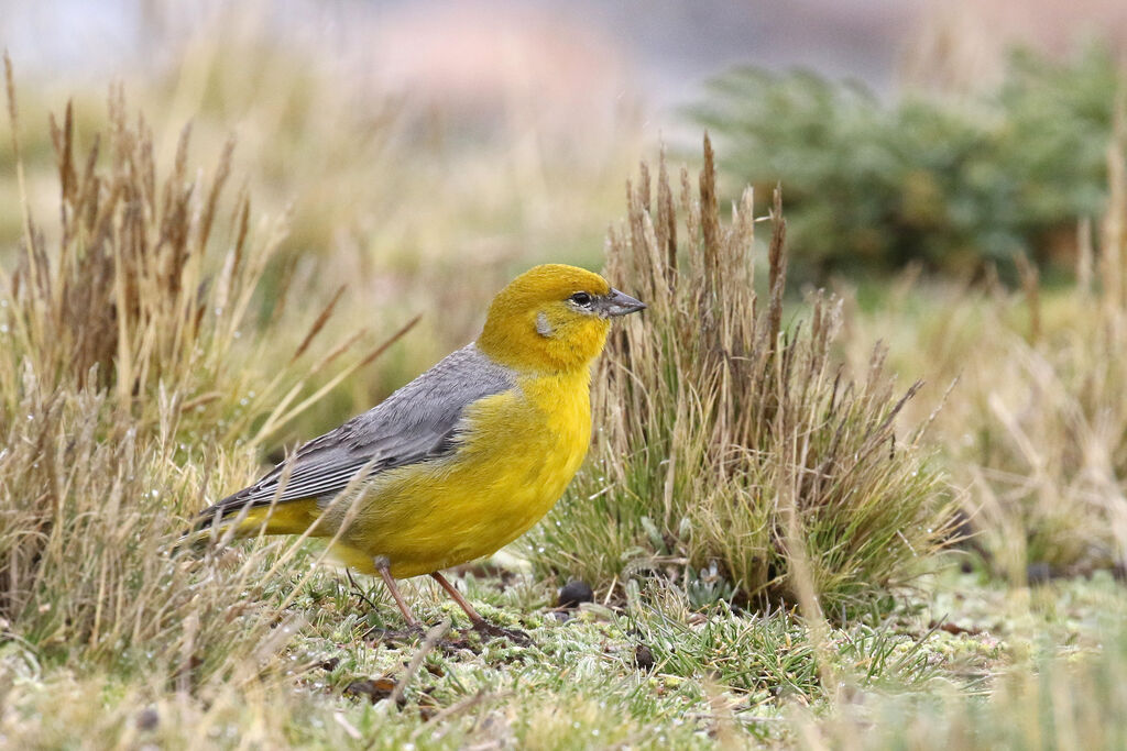 Sicale à croupion jaune mâle adulte