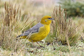 Bright-rumped Yellow Finch