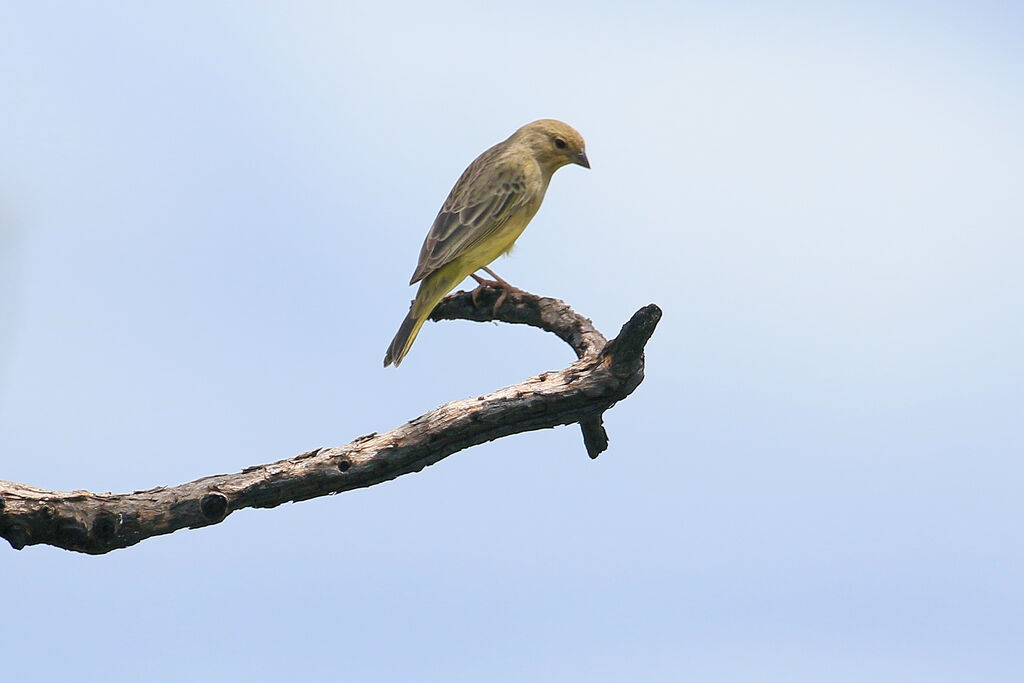 Stripe-tailed Yellow Finch female