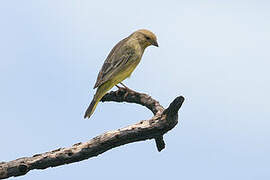 Stripe-tailed Yellow Finch