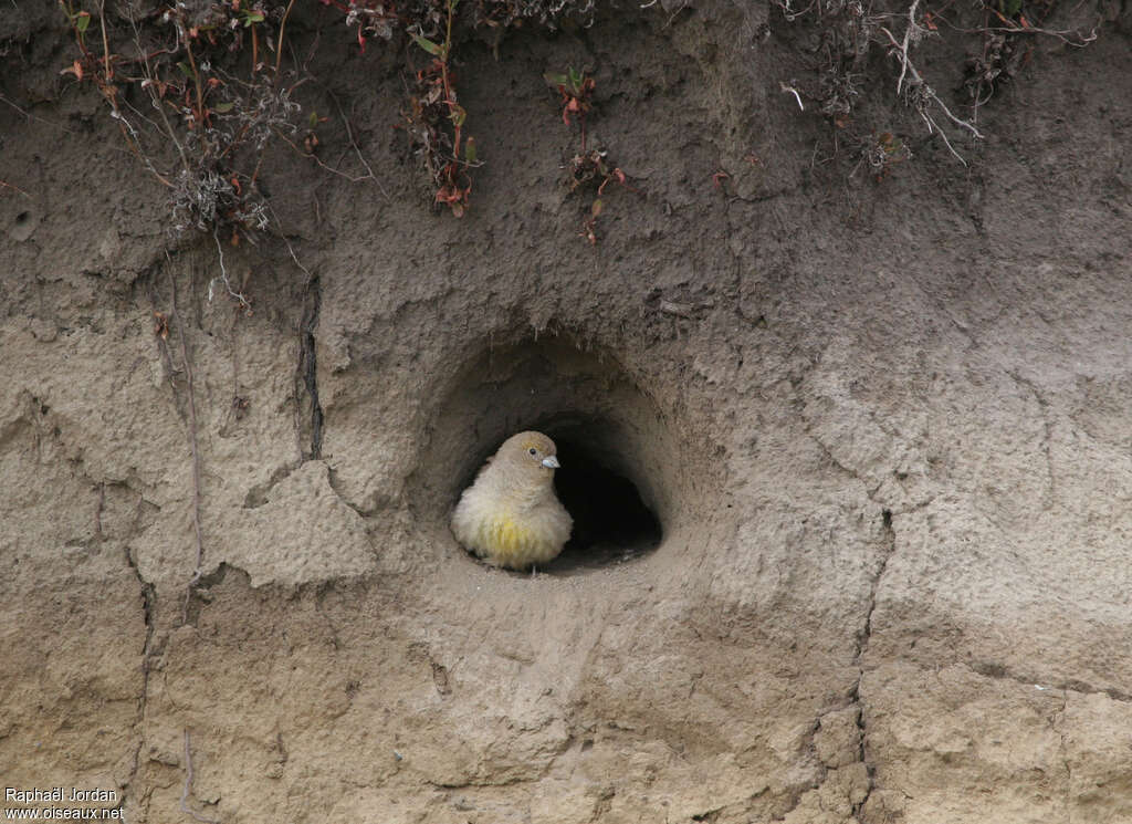 Sicale de Patagoniejuvénile, identification, Nidification