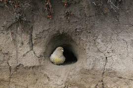 Patagonian Yellow Finch