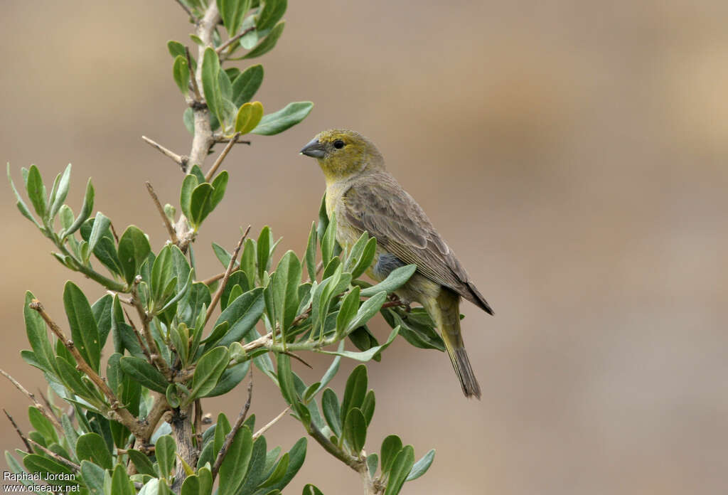 Sicale olivâtre femelle adulte, identification