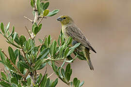 Greenish Yellow Finch