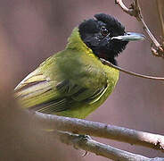 Bare-throated Whistler