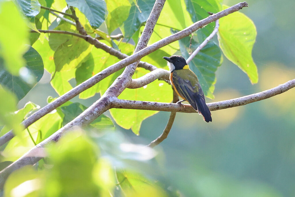 Rusty-breasted Whistler