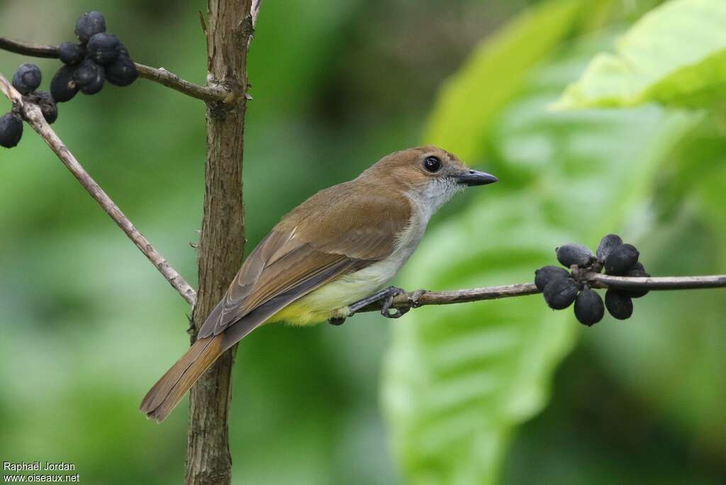 Sulphur-vented Whistleradult, identification