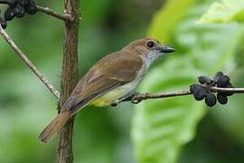 Sulphur-vented Whistler