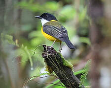Yellow-throated Whistler