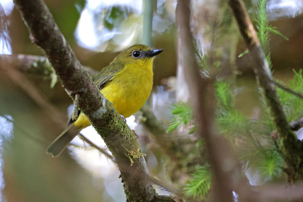 Bornean Whistler