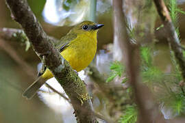 Bornean Whistler