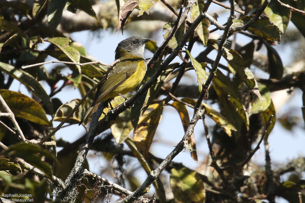 Siffleur de Lorentz mâle adulte, identification