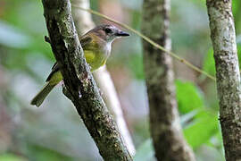 Yellow-bellied Whistler