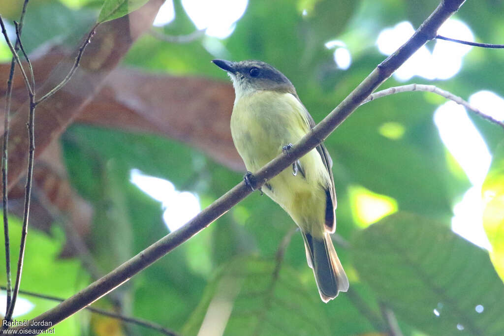 Grey Whistler female adult, identification