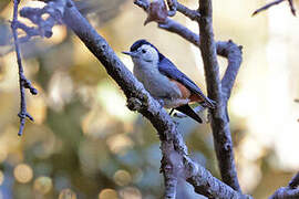 White-cheeked Nuthatch