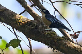 Blue Nuthatch