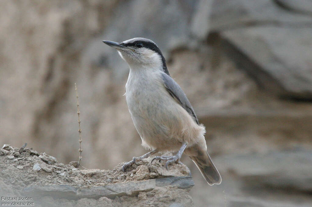 Eastern Rock Nuthatchadult