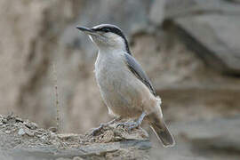 Eastern Rock Nuthatch