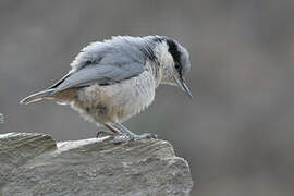 Eastern Rock Nuthatch