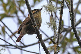 Sharp-billed Treehunter