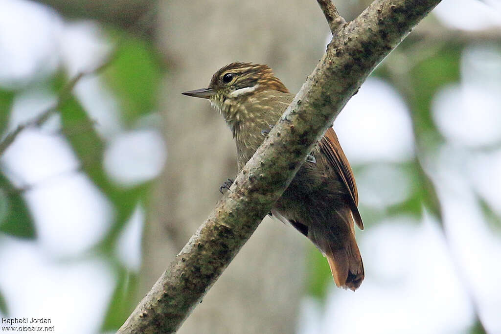 Slender-billed Xenopsadult