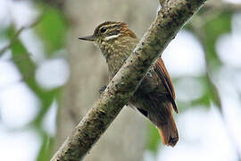 Slender-billed Xenops