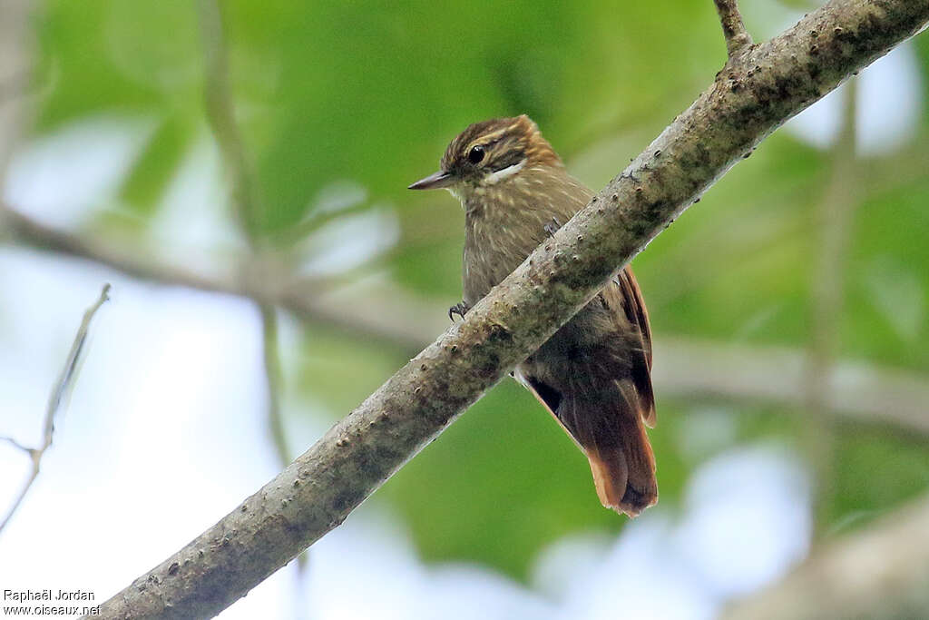 Slender-billed Xenopsadult