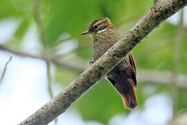 Slender-billed Xenops