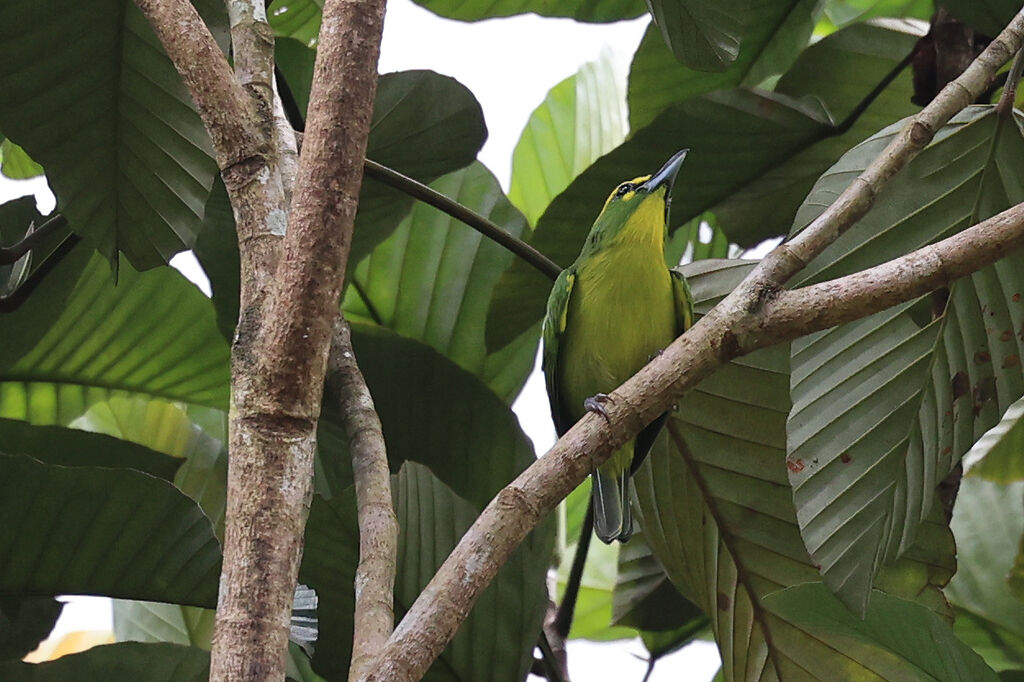 Smaragdan à sourcils jaunesadulte