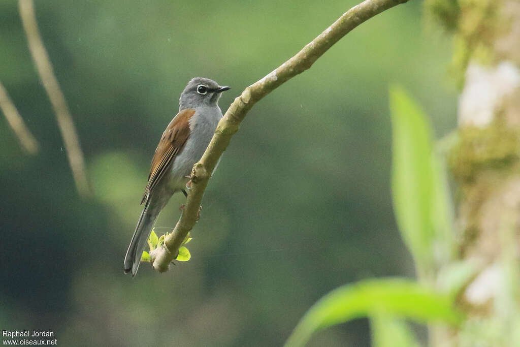 Brown-backed Solitaireadult, identification