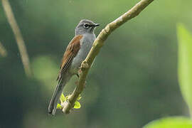 Brown-backed Solitaire