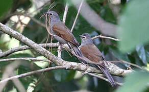 Brown-backed Solitaire