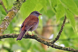 Andean Solitaire