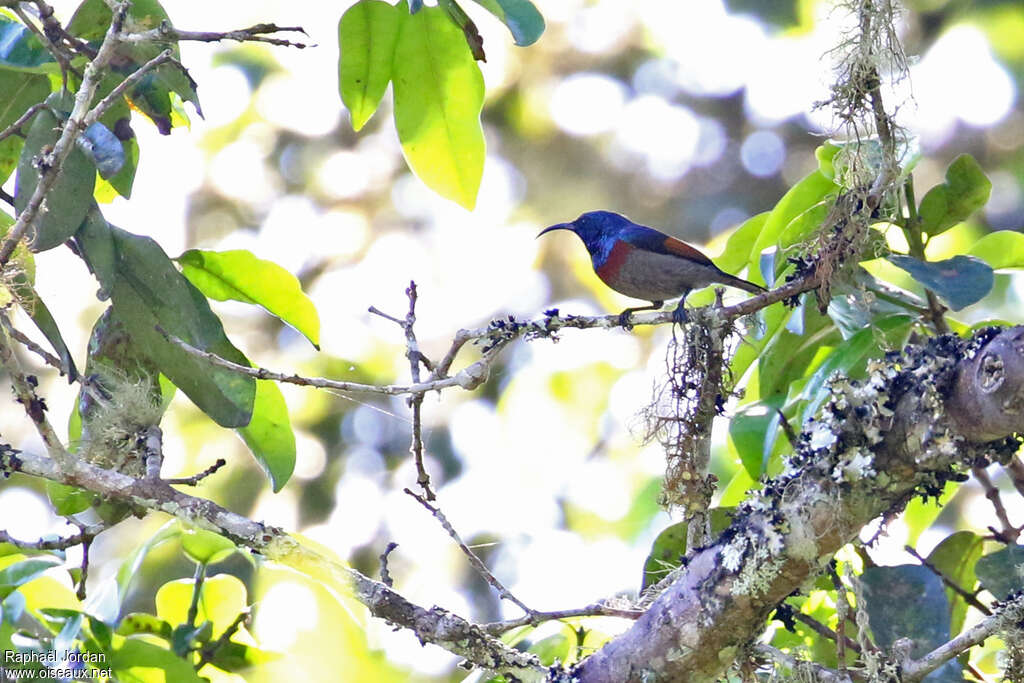 Souimanga à ailes rousses mâle adulte, habitat, pigmentation