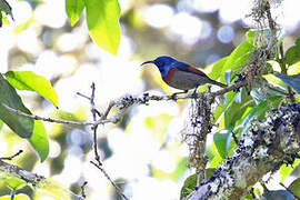 Rufous-winged Sunbird