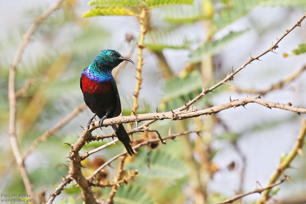 Red-chested Sunbird male adult breeding, habitat, pigmentation