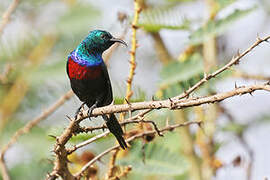 Red-chested Sunbird