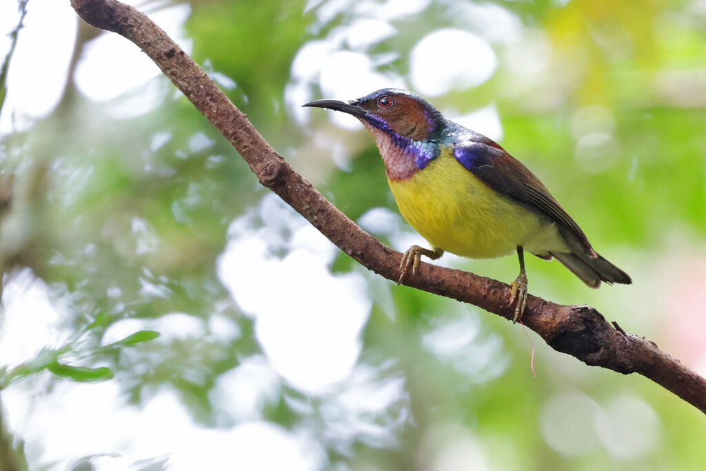 Brown-throated Sunbird male adult