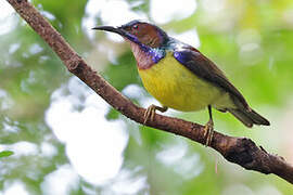 Brown-throated Sunbird