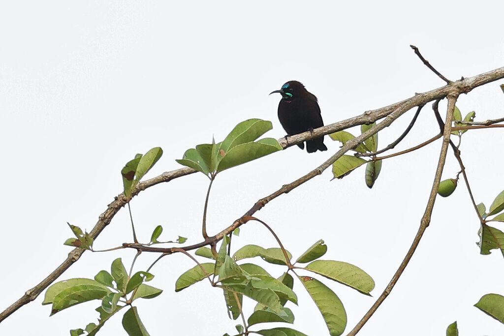 Green-throated Sunbird male