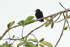 Green-throated Sunbird