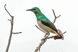 Grey-chinned Sunbird