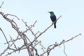 Violet-breasted Sunbird