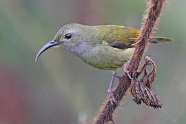 Green-tailed Sunbird