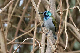 Green-headed Sunbird