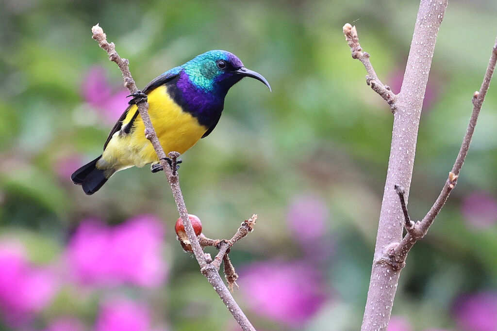 Souimanga à ventre jaune mâle adulte