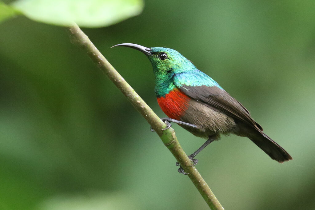 Olive-bellied Sunbird male adult