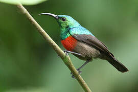 Olive-bellied Sunbird