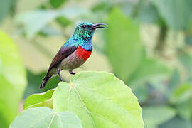 Olive-bellied Sunbird